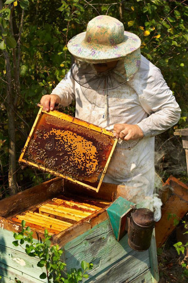 why you should use honey in your daily diet: