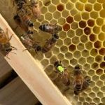 “Why Local Honey Matters: Supporting Bees and Biodiversity 🌸🐝