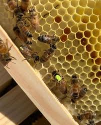 “Why Local Honey Matters: Supporting Bees and Biodiversity 🌸🐝